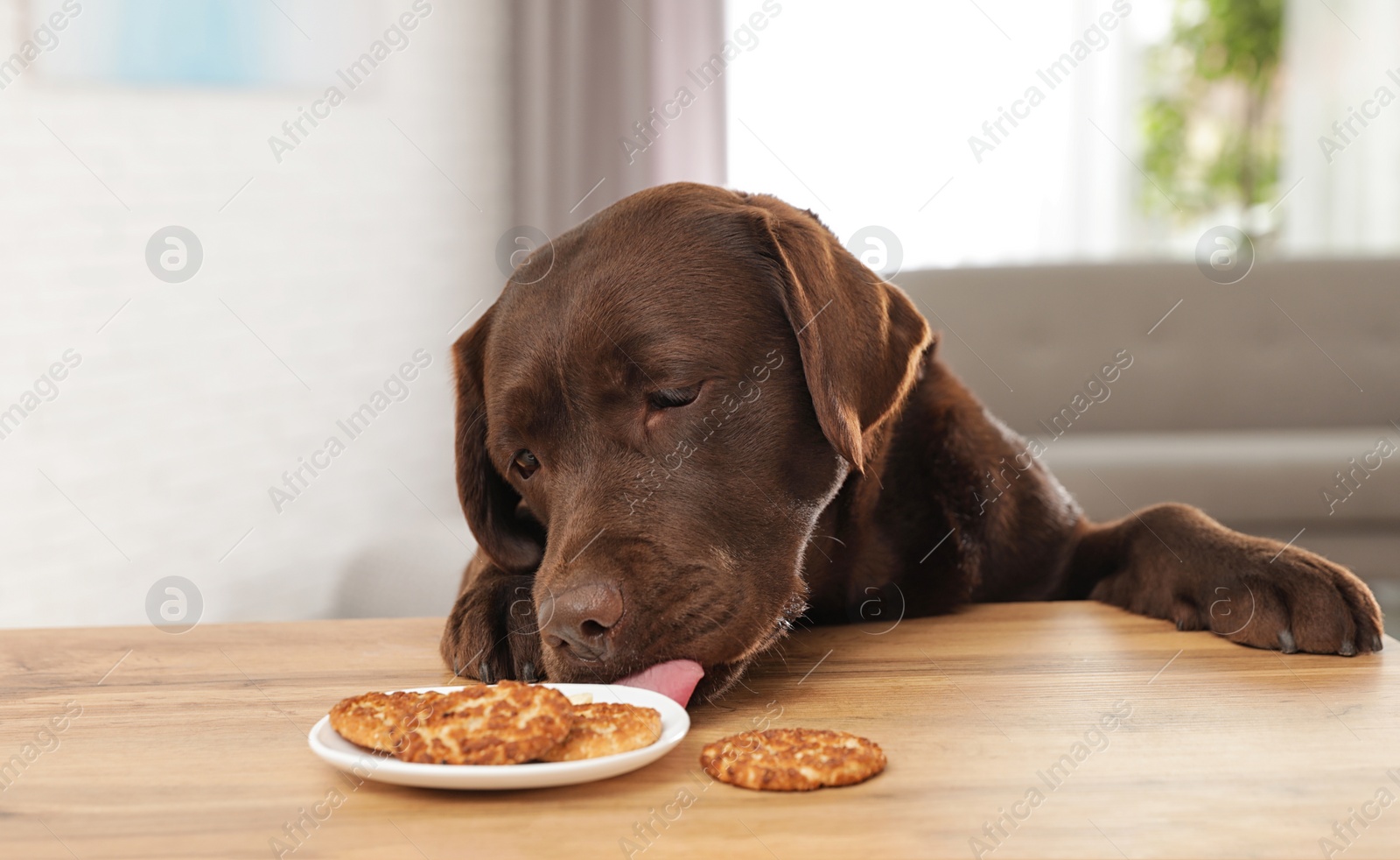 Photo of Chocolate labrador retriever eating cookies at table indoors