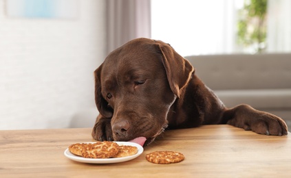 Photo of Chocolate labrador retriever eating cookies at table indoors