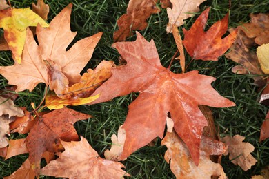 Photo of Colorful autumn leaves on green grass outdoors, top view