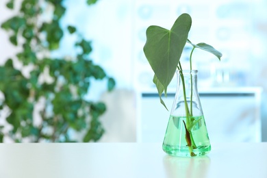 Photo of Flask with plant on table in laboratory, space for text. Biological chemistry