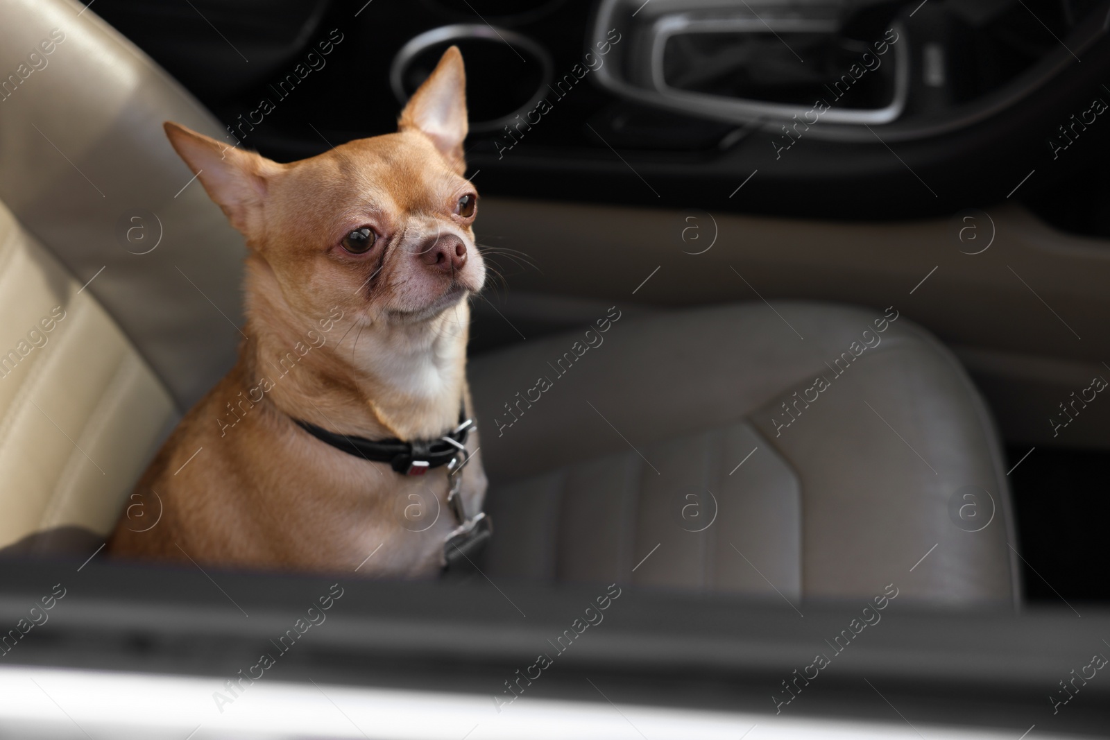 Photo of Small Chihuahua dog in car. Cute pet