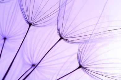 Photo of Dandelion seeds on color background, close up