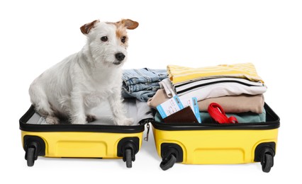 Photo of Travel with pet. Dog, clothes and suitcase on white background