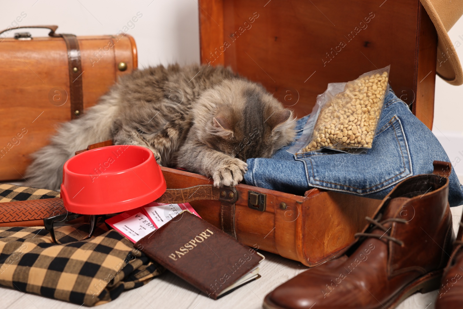 Photo of Travel with pet. Cat, clothes, passport, tickets, dry food and suitcases indoors