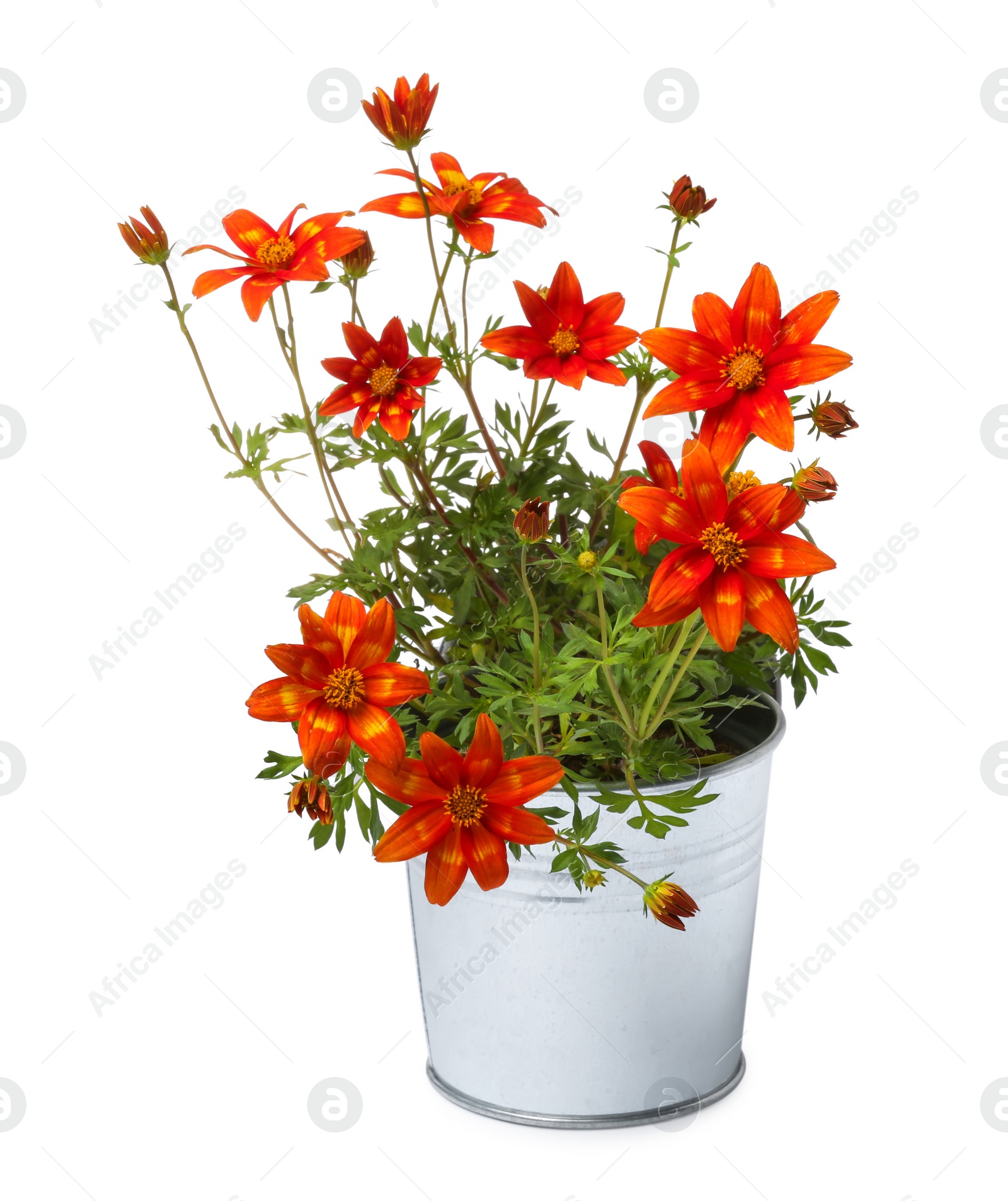 Photo of Beautiful bidens ferulifolia flowers in metal pot isolated on white