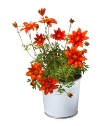 Beautiful bidens ferulifolia flowers in metal pot isolated on white