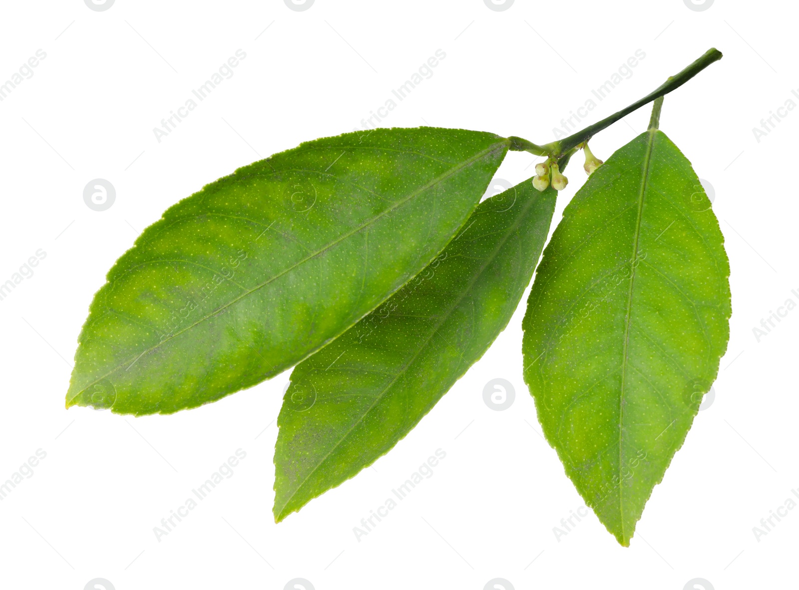 Photo of Fresh twig with green citrus leaves isolated on white