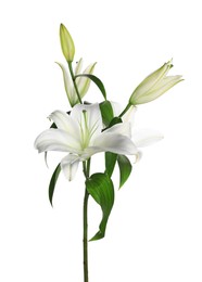 Photo of Beautiful fresh lily plant isolated on white