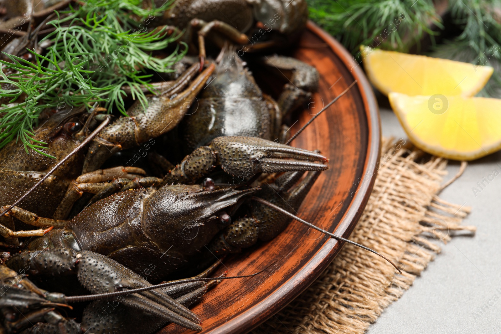 Photo of Fresh raw crayfishes with dill on grey table, closeup