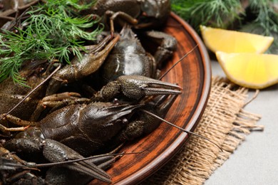 Photo of Fresh raw crayfishes with dill on grey table, closeup