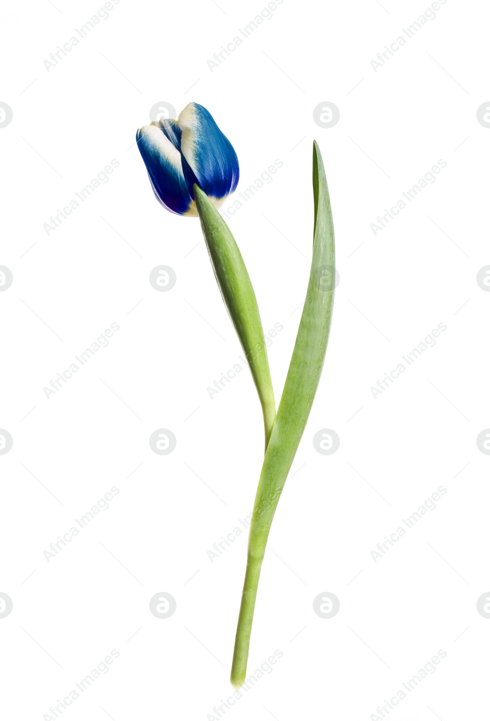 Image of Beautiful blue tulip isolated on white. Bright flower