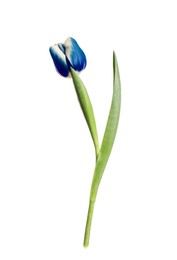 Image of Beautiful blue tulip isolated on white. Bright flower