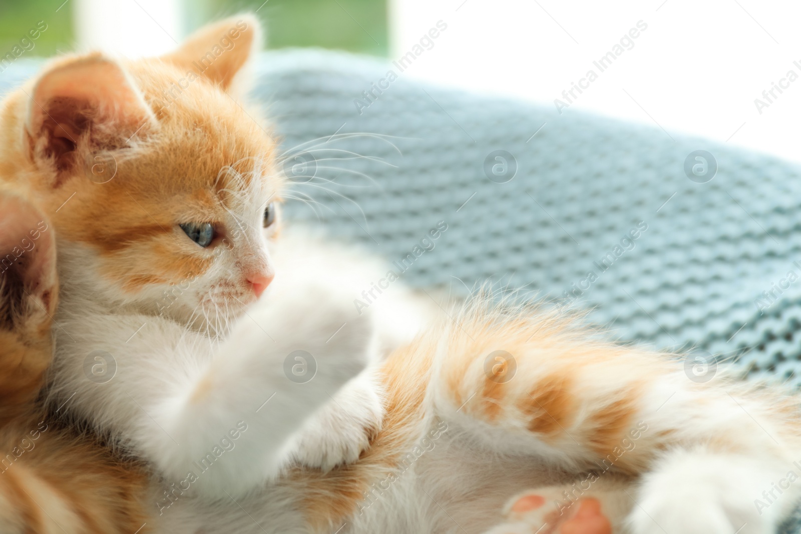 Photo of Sleepy cute little kittens on light blue blanket