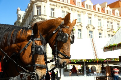 PRAGUE, CZECH REPUBLIC - APRIL 25, 2019: Harnessed horses on city street. Space for text