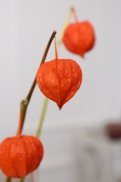 Photo of Decorative physalis branches on blurred background, closeup