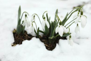 Photo of Beautiful blooming snowdrops growing outdoors. Spring flowers