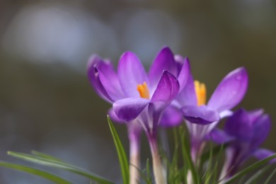 Photo of Fresh purple crocus flowers growing on blurred background