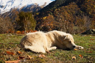 Photo of Adorable dog in mountains on sunny day