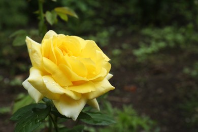 Photo of Beautiful yellow rose flower in garden, closeup. Space for text