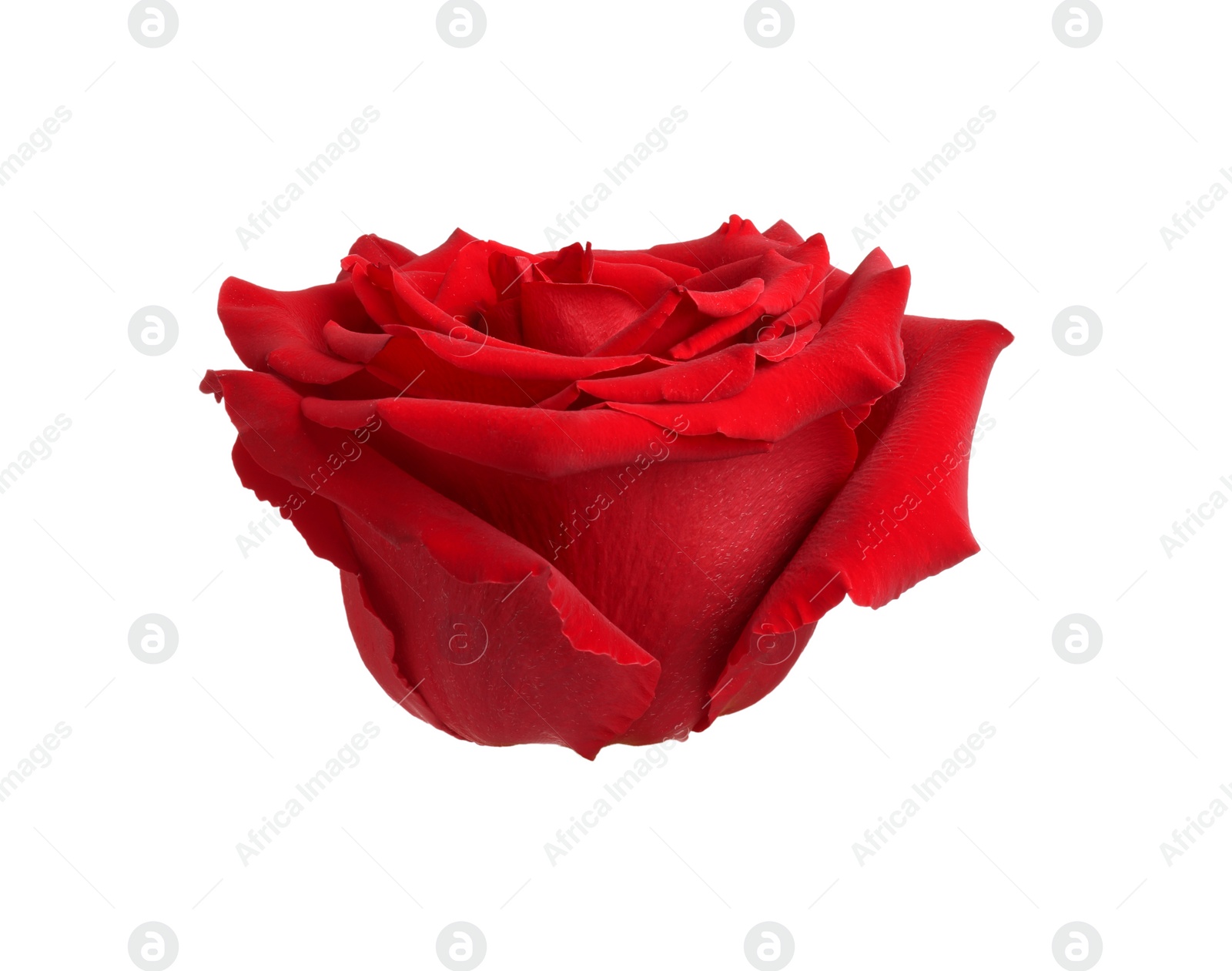 Photo of Beautiful fresh red rose isolated on white