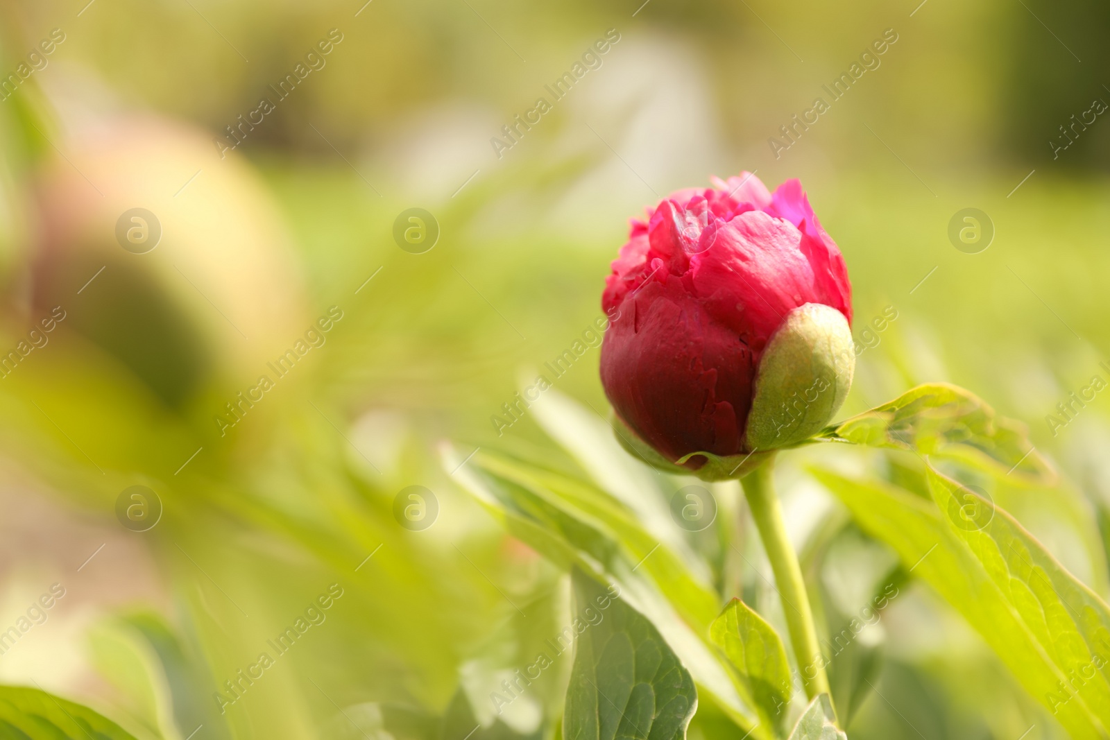 Photo of Beautiful red peony bud outdoors on spring day, closeup