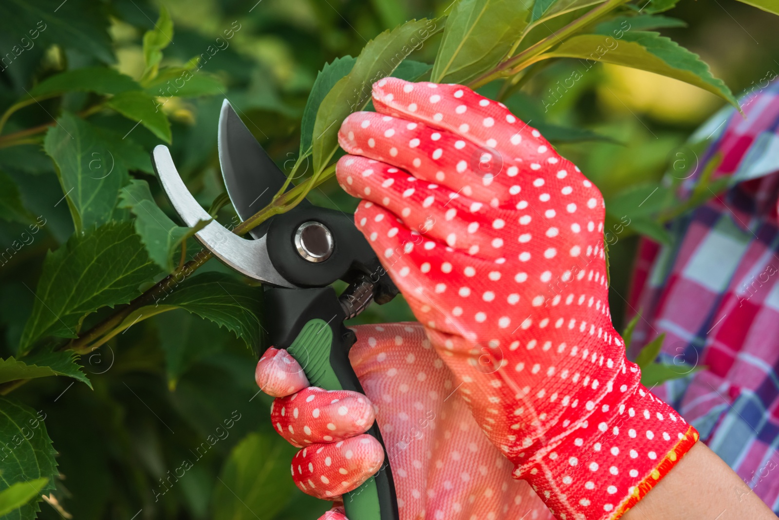 Photo of Woman in gardening gloves pruning bush with secateurs outdoors, closeup