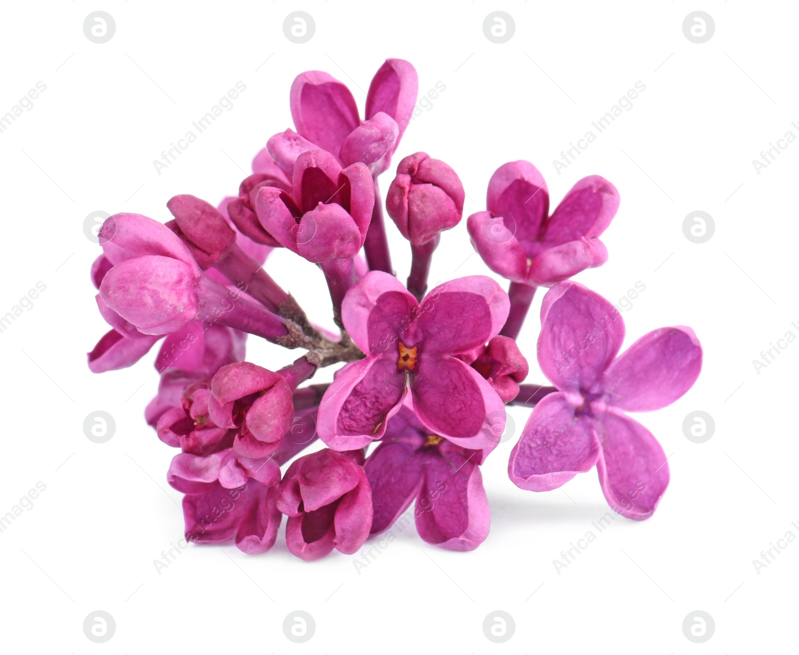 Photo of Beautiful fragrant lilac flowers on white background