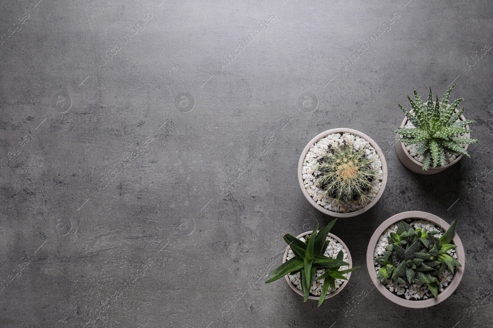 Photo of Beautiful Aloe, Cactus and Haworthia in pots on grey table, flat lay with space for text. Different house plants