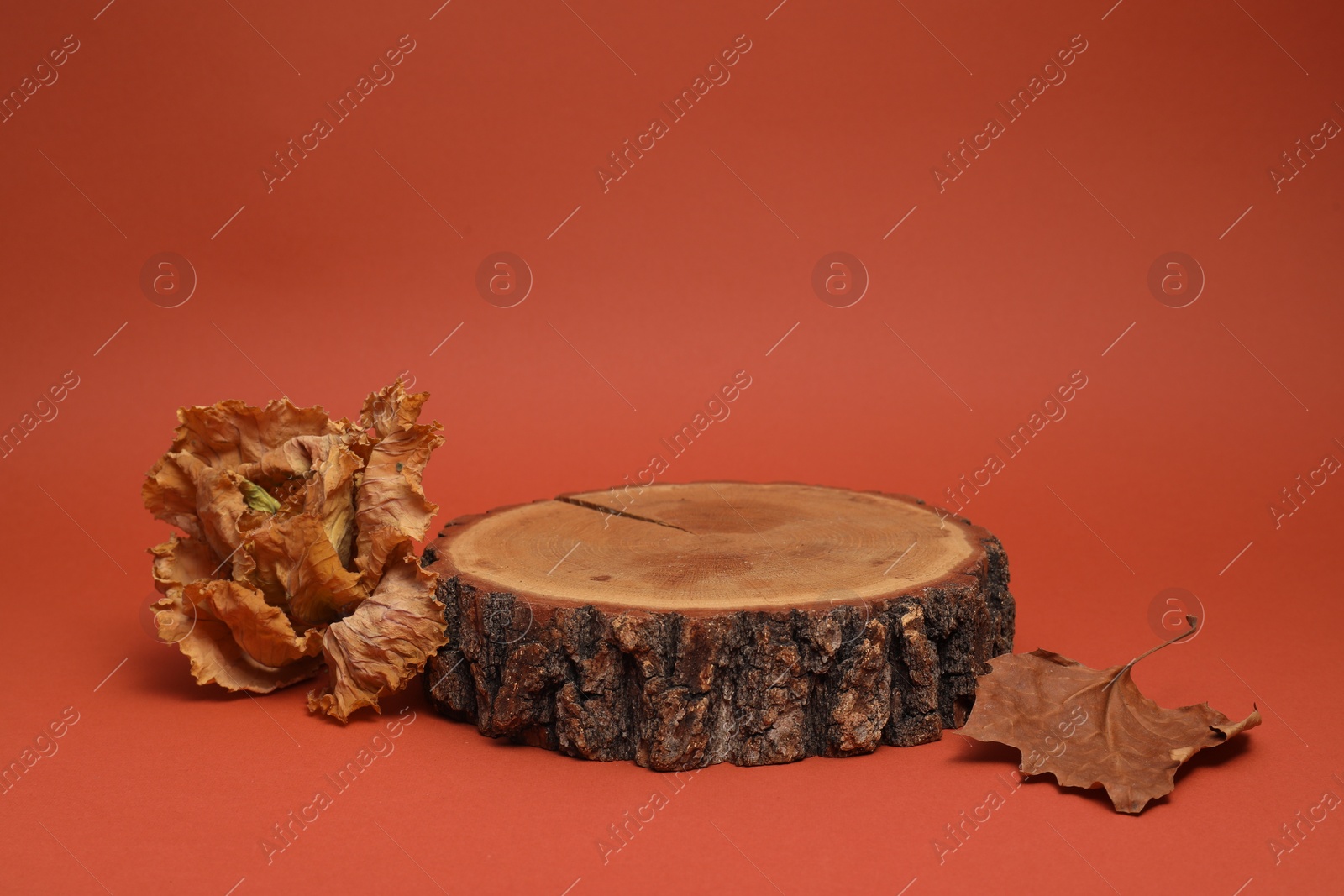 Photo of Autumn presentation for product. Wooden stump and dry leaves on terracotta background
