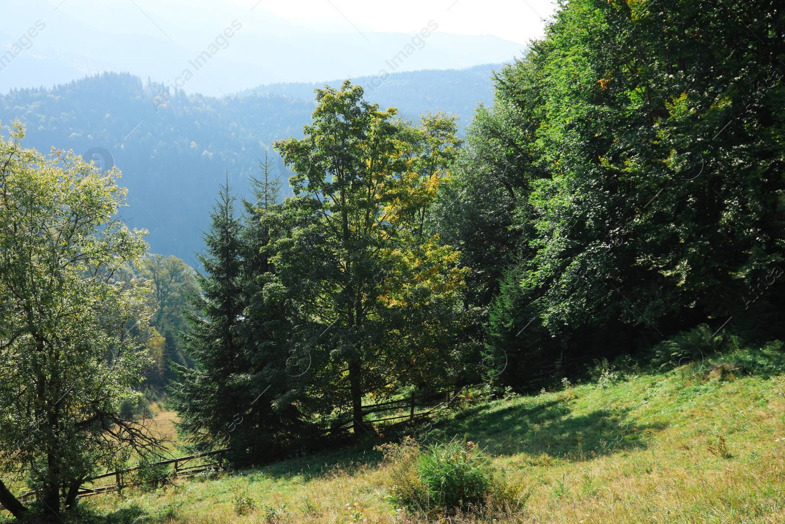 Photo of Picturesque view of beautiful mountain forest in morning