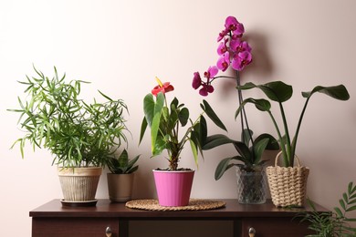 Beautiful houseplants in pots on table near beige wall. House decor