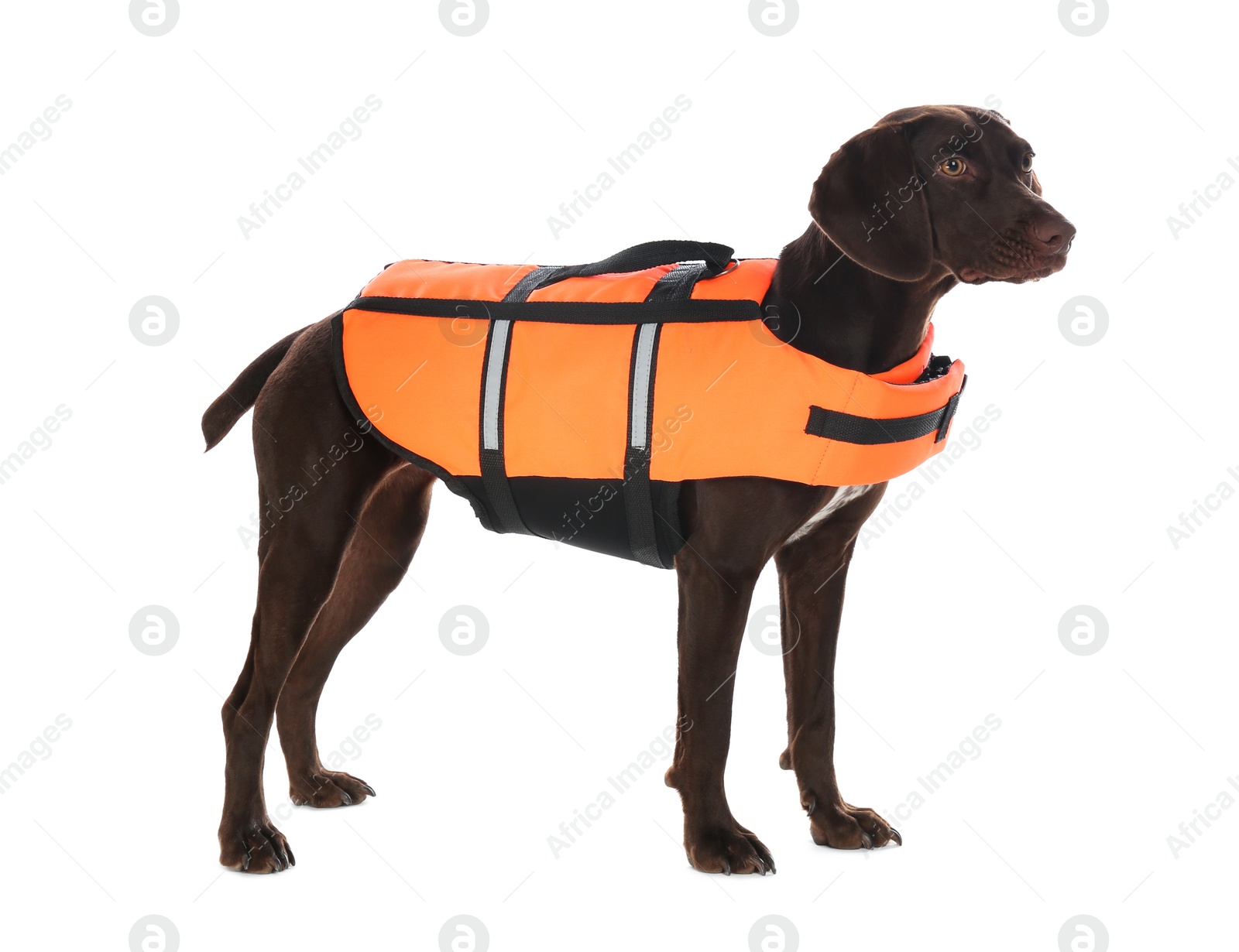 Photo of Dog rescuer in life vest on white background