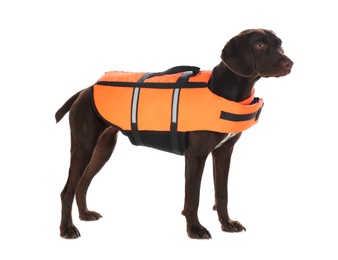 Dog rescuer in life vest on white background