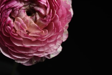 Photo of Beautiful fresh flower on dark background, closeup