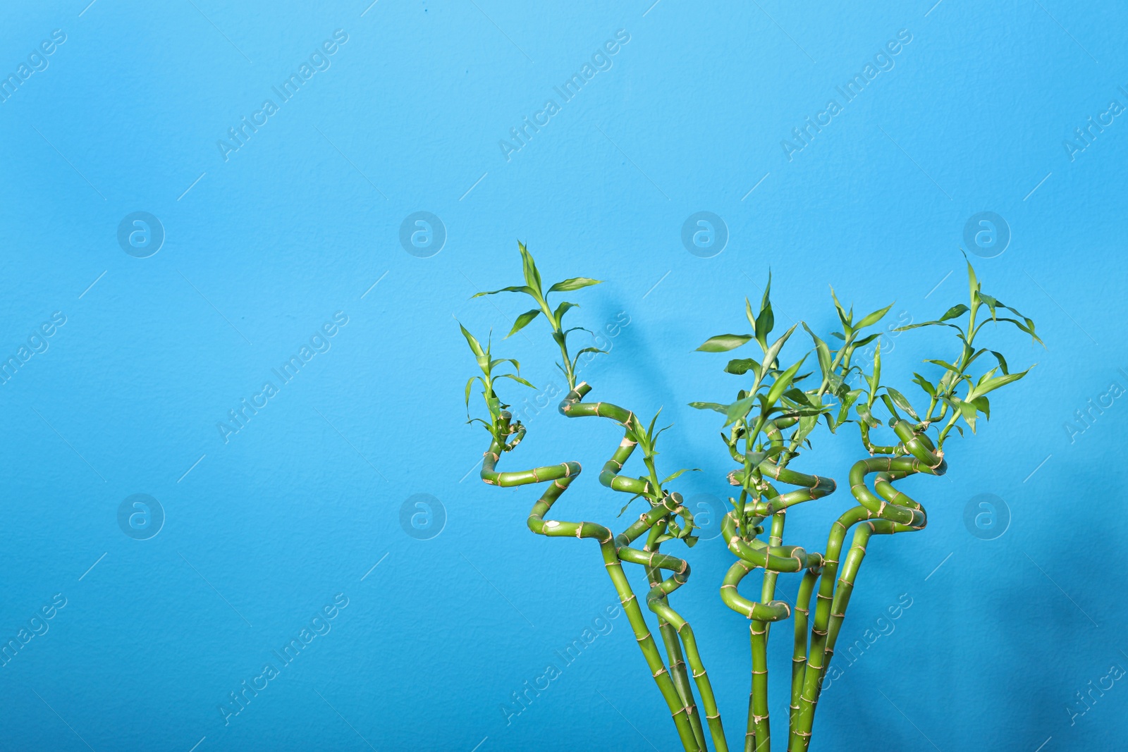 Photo of Green bamboo stems on blue background, space for text