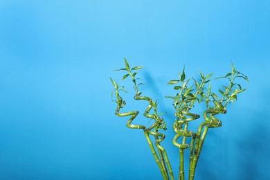 Green bamboo stems on blue background, space for text