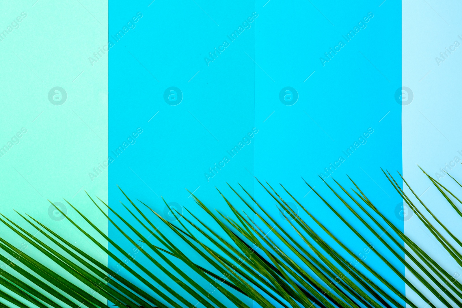 Photo of Fresh tropical date palm leaf on color background, top view