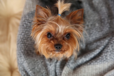 Photo of Yorkshire terrier with warm plaid on pet bed, top view