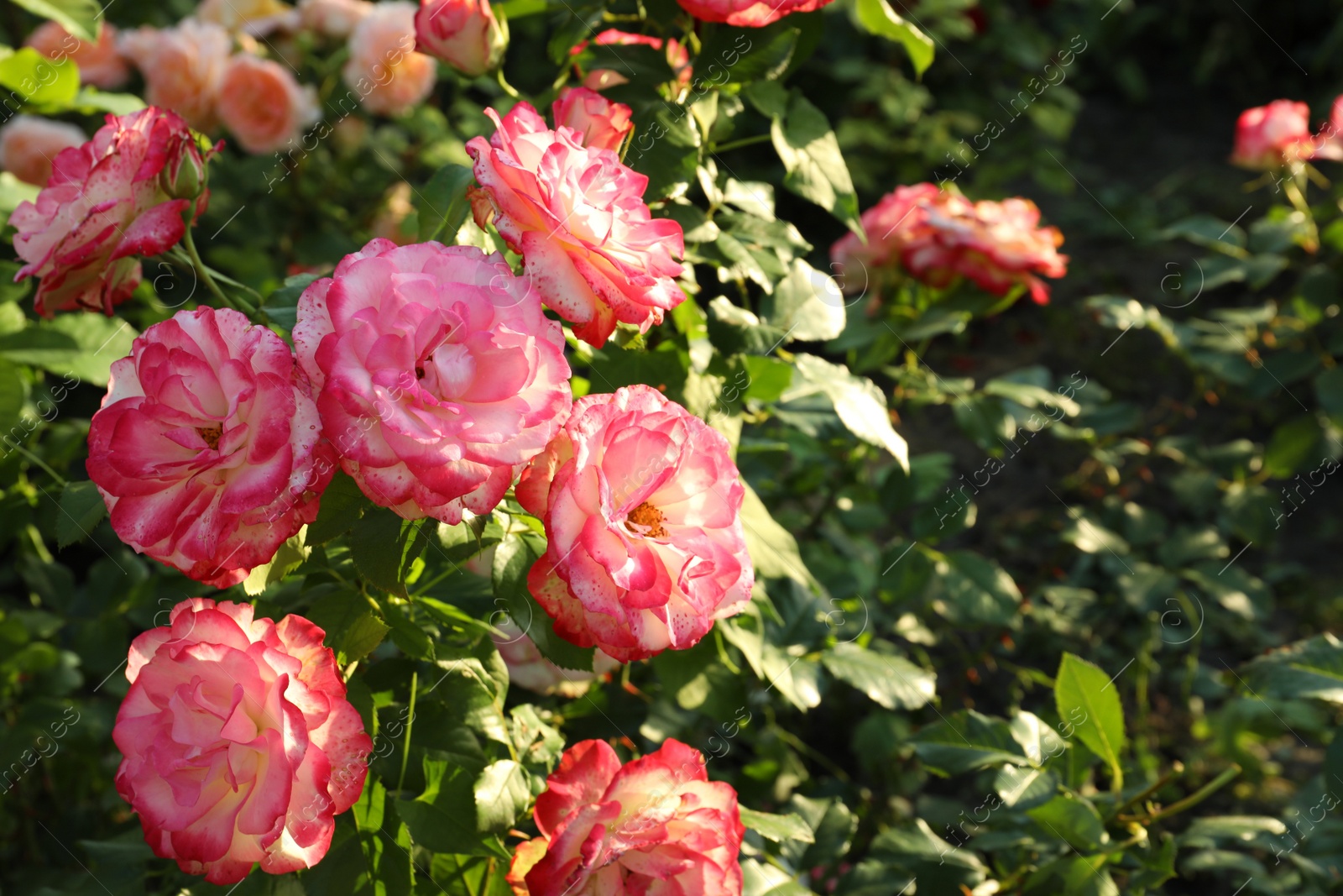 Photo of Beautiful blooming pink roses on bush outdoors. Space for text