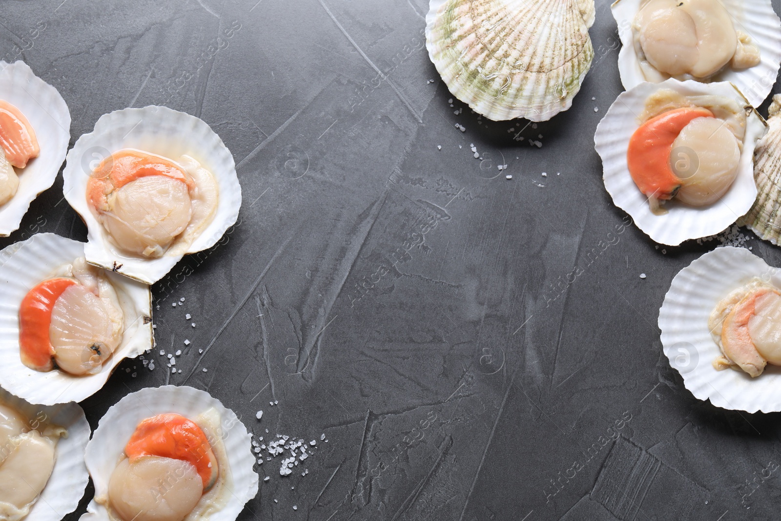 Photo of Fresh raw scallops on grey table, flat lay. Space for text