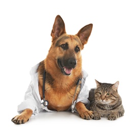 Photo of German shepherd with stethoscope dressed as veterinarian doc and cat on white background