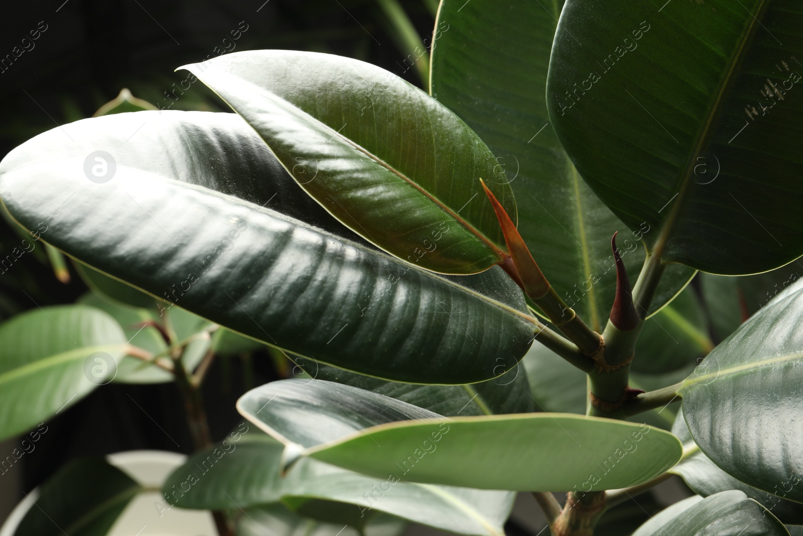 Photo of Ficus with lush leaves, closeup. Tropical plant