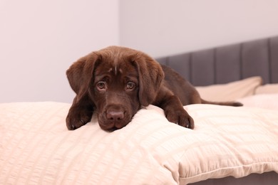 Photo of Cute chocolate Labrador Retriever on soft bed in room. Lovely pet