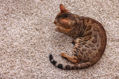 Photo of Cute Bengal cat lying on carpet at home, above view. Adorable pet