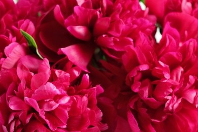 Photo of Beautiful blooming peony flowers as background, closeup