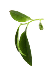 Photo of Green leaves of tea plant isolated on white