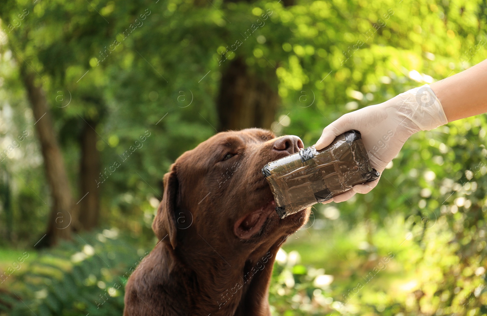 Photo of Detection Labrador dog sniffing pack with drugs outdoors