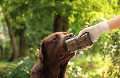 Photo of Detection Labrador dog sniffing pack with drugs outdoors