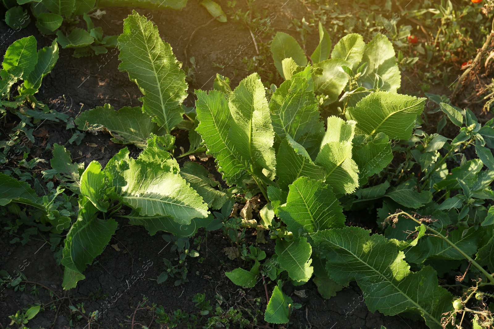 Photo of Beautiful horseradish plants growing in kitchen garden