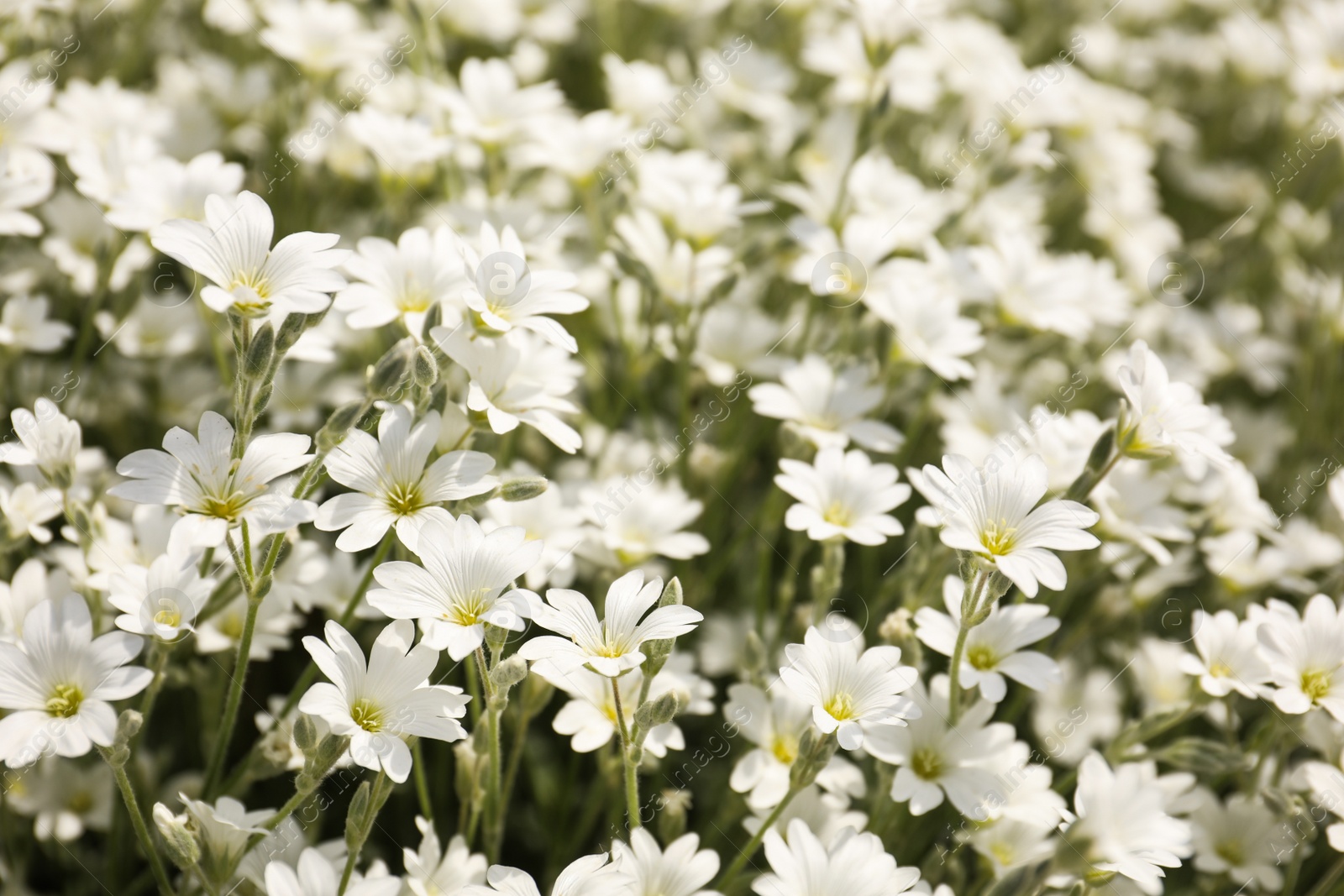 Photo of Closeup view of beautiful white meadowfoam field